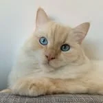Nimbus