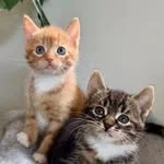 Purrhaps Adopt Me